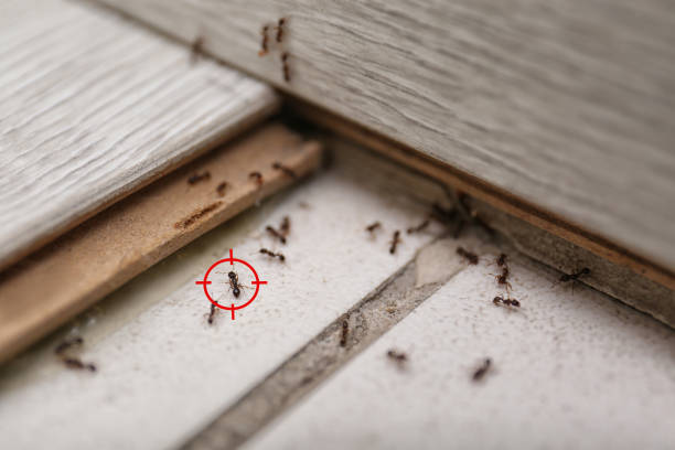 Best Pest Removal Services  in Humansville, MO
